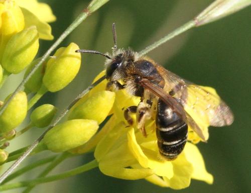 Réf. 229 667 : Andrena sp.